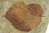 Plate with Four Fossil Leaves (Three Species) - Montana #268333-3